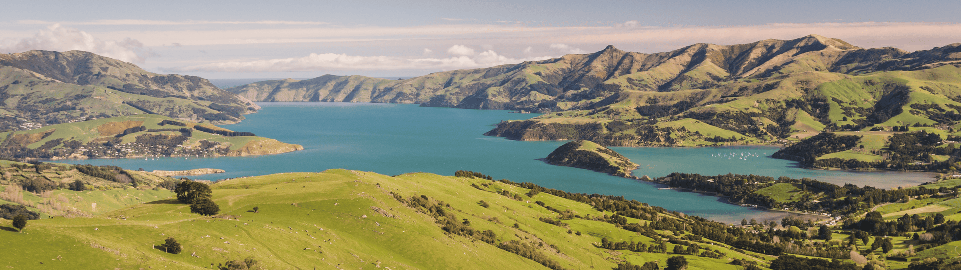Puketi, Nieuw-Zeeland